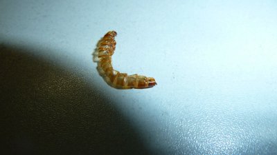 ​面包虫钓鱼效果怎么样（使用面包虫钓鱼的注意事项）