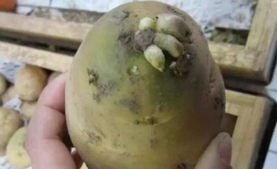 ​土豆发霉挨了皮能吃吗，没有能吃（吃了会中毒）