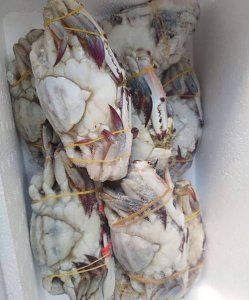 ​梭子蟹冷冻一年能吃吗，活海蟹(梭子蟹)活着时候放进冷冻室一年多了还能吃吗？