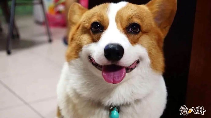 狗狗成为医生的要求
