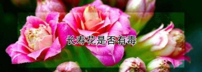 ​长寿花有毒可以吃,长寿花是否有毒?