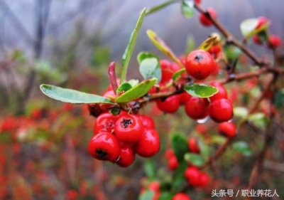 ​相思豆是什么（女孩的相思豆是指哪里）
