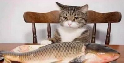 ​猫为什么喜欢吃鱼,猫为什么喜欢吃鱼
