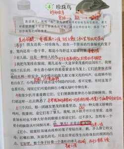 ​信赖是什么意思《珍珠鸟》,课文珍珠鸟最后一句信赖往往创造出美好的境界怎么理