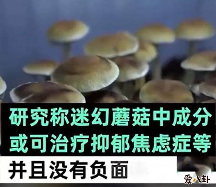 食用迷幻蘑菇是变相吸毒是怎么回事