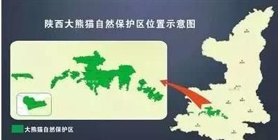 野外生活的大熊猫主要分布在哪些地区?