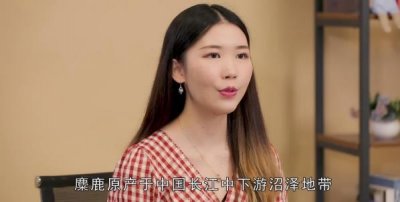 ​四不像是什么动物(四不像是什么动物俗称)