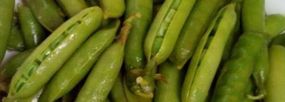 ​豌豆蒸多久可以熟,新鲜豌豆要蒸多久才能熟