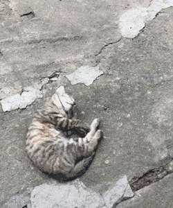 小猫自己跑出去了还会不会回来（猫咪跑出去了还能自己找回家吗）(图4)