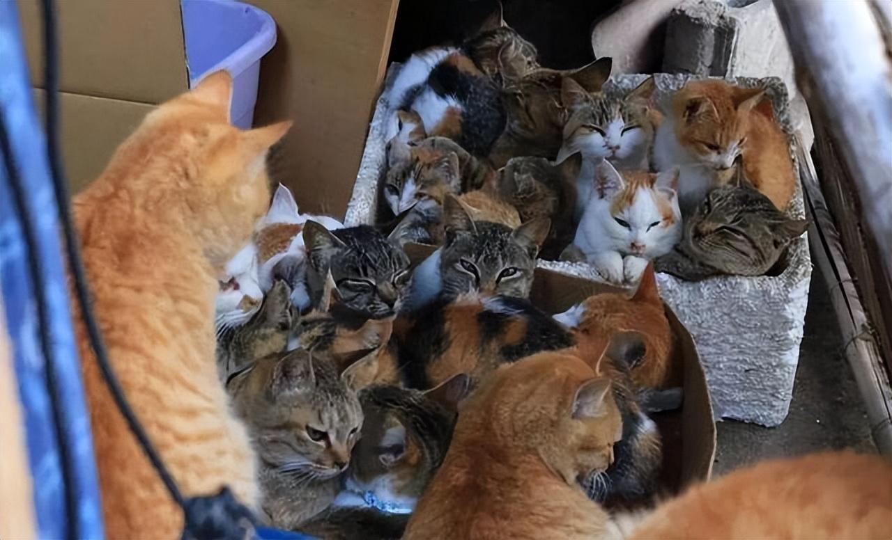 小猫自己跑出去了还会不会回来（猫咪跑出去了还能自己找回家吗）(图5)