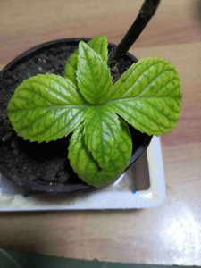 ​薄荷盆栽叶子变黄（薄荷叶子发黄怎么回事）