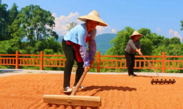 丰收节的由来,2018年起我国将每年秋分日定为中国农民丰收节图3