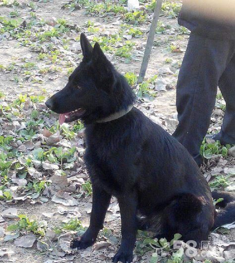 军犬和警犬的区别，军犬和警犬,它们有什么区别？图7