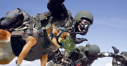 军犬和警犬的区别，军犬和警犬,它们有什么区别？图5