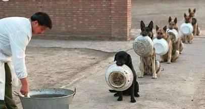 军犬和警犬的区别，军犬和警犬,它们有什么区别？图8