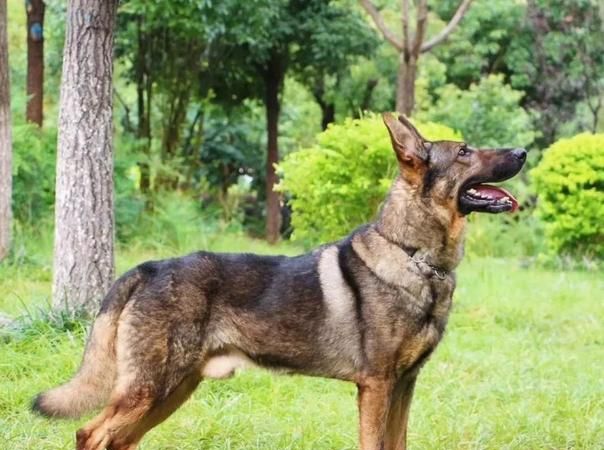 军犬和警犬,它们有什么区别