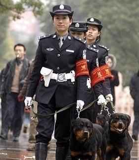 军犬和警犬的区别，军犬和警犬,它们有什么区别？图9