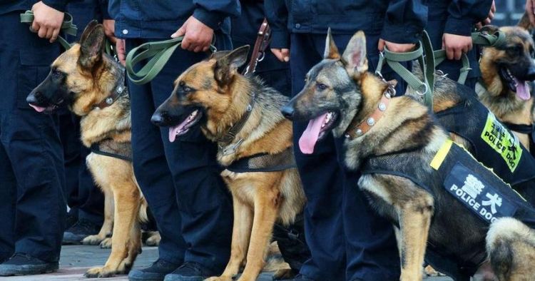 警犬和军犬的区别是什么