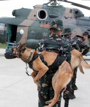军犬和警犬的区别，军犬和警犬,它们有什么区别？图3
