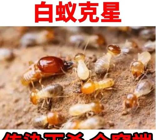 树木白蚁怎么消灭才干净