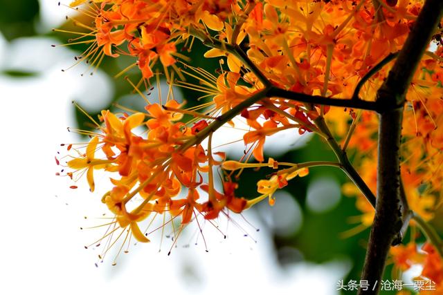 鹧鸪天绿草香（鹧鸪天依米花无忧花）(3)
