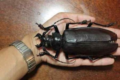 ​世界上三大不死甲虫