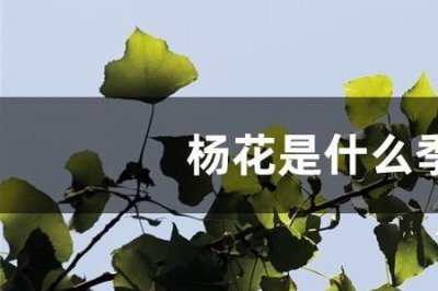 ​杨树花满天飞的季节