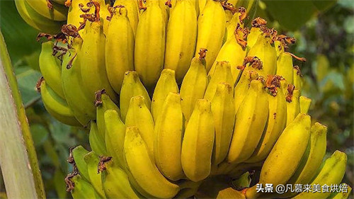 香蕉种植到收获大概多少个月(香蕉种多久才会结果)
