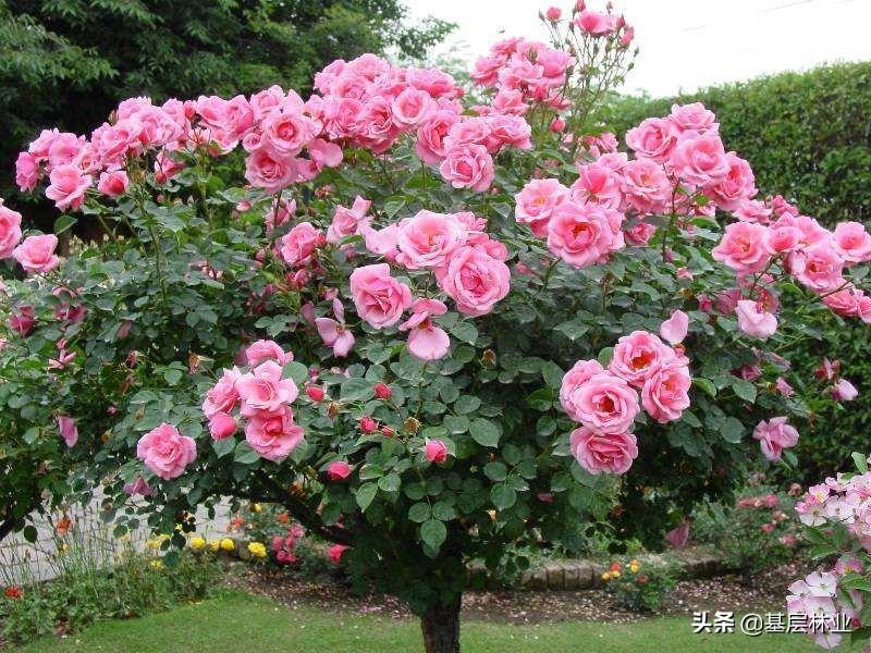 高杆月季百度百科（高杆月季有什么特征图片）