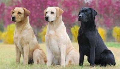​纯种拉布拉多犬多少钱_纯种拉布拉多犬尾巴会翘起来吗