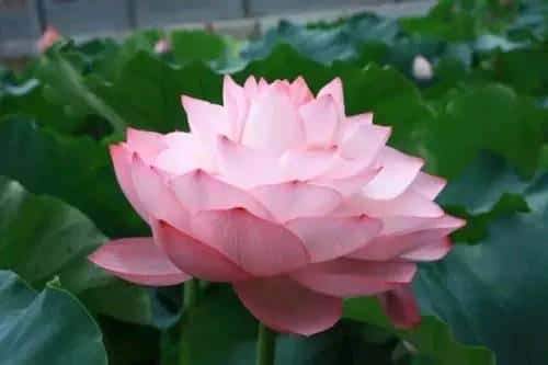 什么生肖心直口快,脾气暴躁（哪些生肖心里藏不住事）
