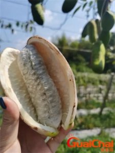 ​八月瓜好吃吗？八月瓜的功效与作用？