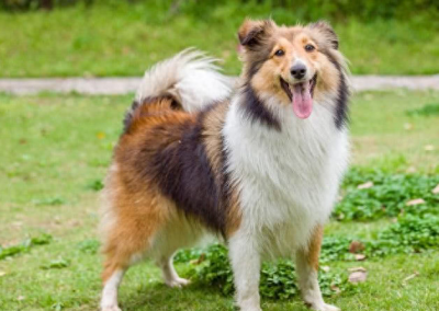 ​为什么喜乐蒂犬很少人养，难道是它不够聪明？那你就错了