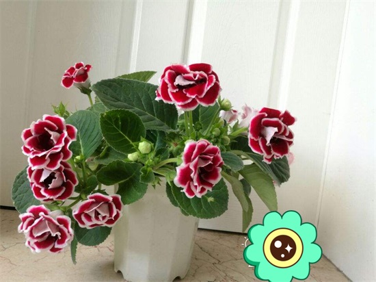0大吉利花图片（10种美丽花，现在扦插正当时，一片叶子一棵苗，省下很多买花钱）"