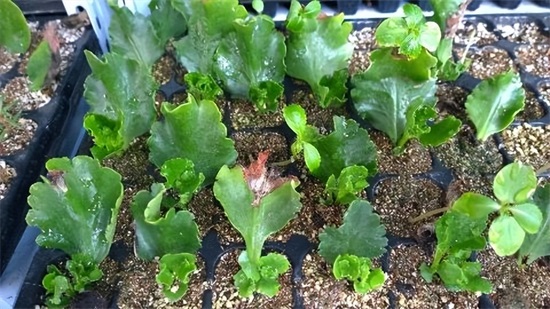 0大吉利花图片（10种美丽花，现在扦插正当时，一片叶子一棵苗，省下很多买花钱）"