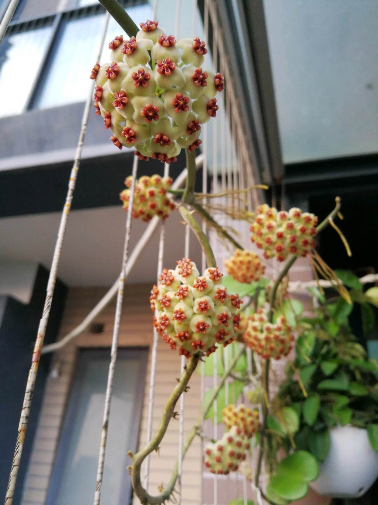 0大吉利花图片（10种美丽花，现在扦插正当时，一片叶子一棵苗，省下很多买花钱）"