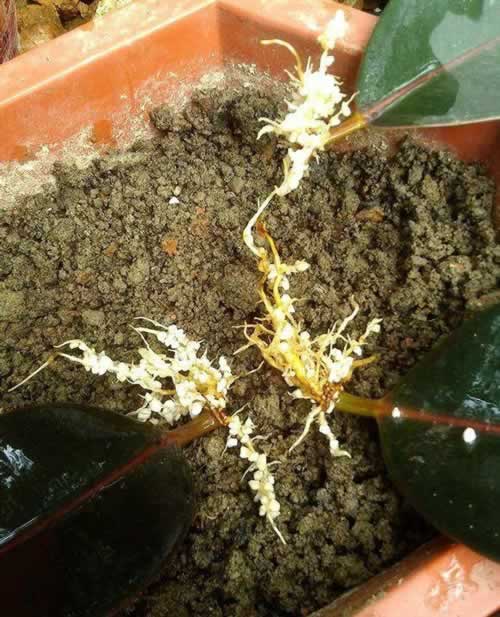 0大吉利花图片（10种美丽花，现在扦插正当时，一片叶子一棵苗，省下很多买花钱）"