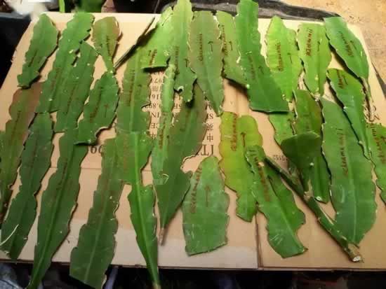 0大吉利花图片（10种美丽花，现在扦插正当时，一片叶子一棵苗，省下很多买花钱）"