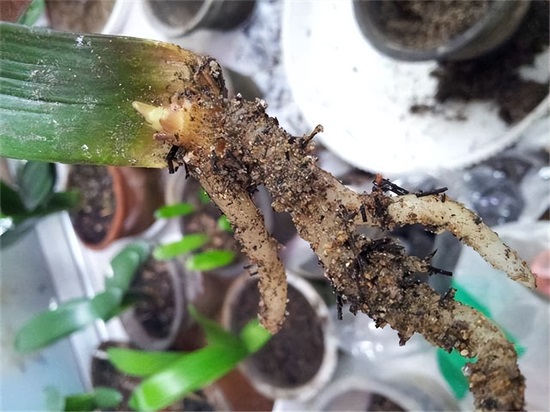 0大吉利花图片（10种美丽花，现在扦插正当时，一片叶子一棵苗，省下很多买花钱）"