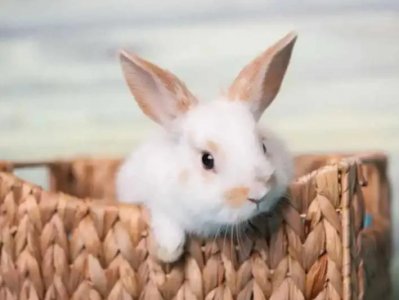 ​宠物兔子品种推荐(适合当宠物养的小兔子，可爱又粘人，适合新手饲养)