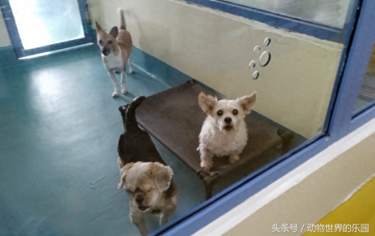 在深圳，你也可以有自己的宠物，领养之家攻略