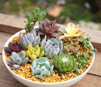 ​养多肉植物的注意事项 室内养多肉需要注意的“4件事”，做到位，长势旺，状态