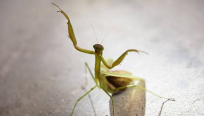 ​螳螂咬了有毒吗 螳螂吃害虫么