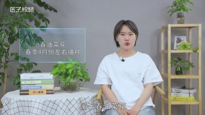 ​紫色油菜花什么时候种[油菜花什么时候种什么时候开花]