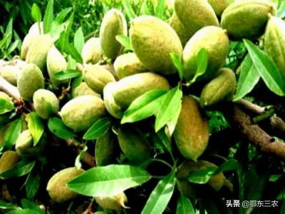 ​巴旦木是什么果（巴旦木是桃子核还是杏子核）