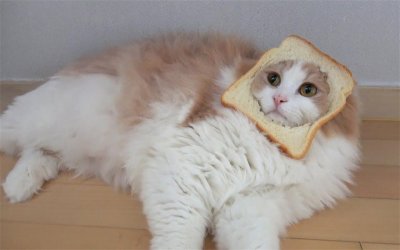 ​猫最爱吃的10种食物排名（小猫喜欢吃什么东西图片）