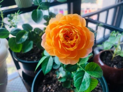 ​果汁阳台月季属于微型月季吗（超火微月果汁阳台花期长）