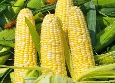 ​亩产4000斤的玉米品种（高产玉米种子品牌推荐）