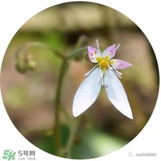 lululun plus面膜怎么样？lululun plus面膜哪款好