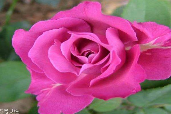 月季花有什么作用呢 月季花的花语是什么呢